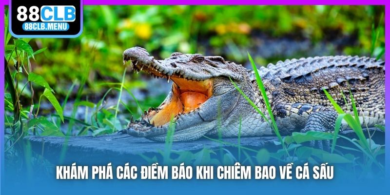 Khám phá các điềm báo khi chiêm bao về cá sấu