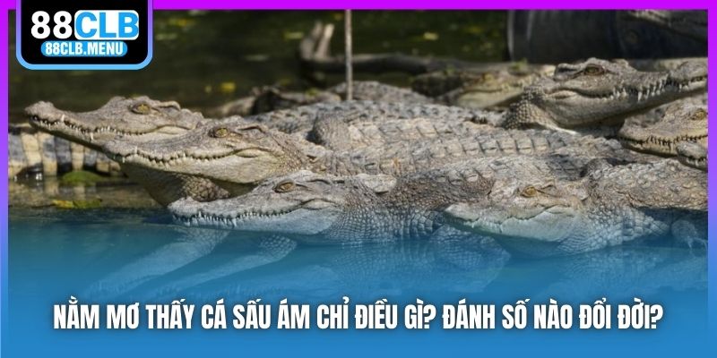 Nằm Mơ Thấy Cá Sấu Ám Chỉ Điều Gì? Đánh Số Nào Đổi Đời?