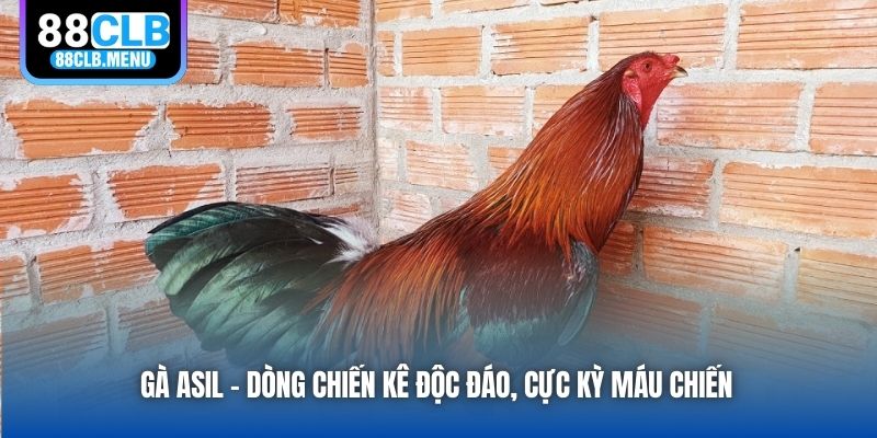 Gà Asil - Dòng Chiến Kê Độc Đáo, Cực Kỳ Máu Chiến