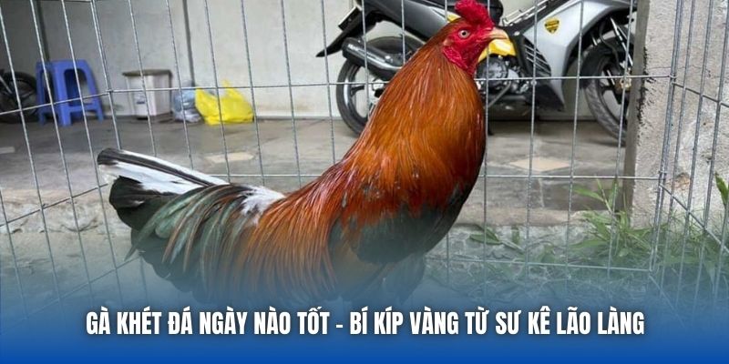 Gà Khét Đá Ngày Nào Tốt | Bí Kíp Vàng Từ Sư Kê Lão Làng