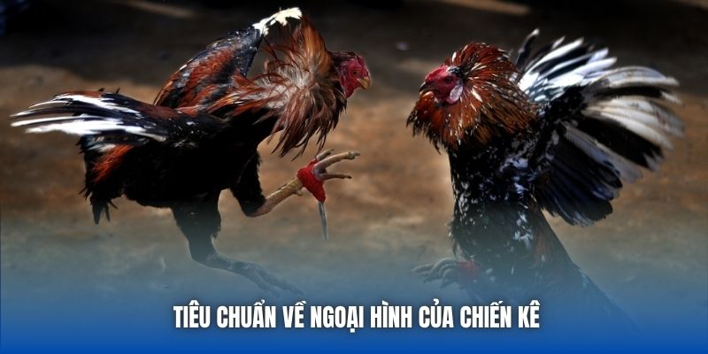 Tiêu chuẩn về ngoại hình của chiến kê