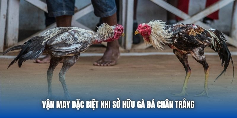 Vận may đặc biệt khi sở hữu gà đá chân trắng 