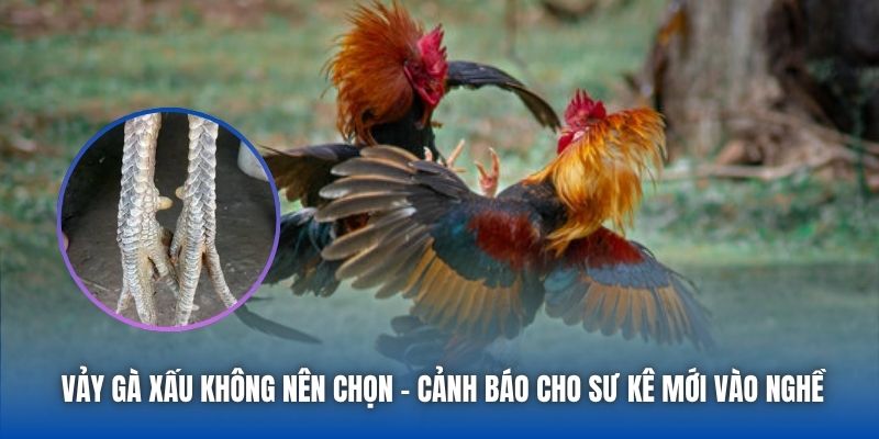 Vảy Gà Xấu Không Nên Chọn - Cảnh Báo Cho Sư Kê Mới Vào Nghề